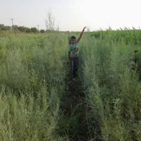 نهال فروشی|خدمات باغبانی و درختکاری|اهواز, سیاحی(سه راه خرمشهر)|دیوار