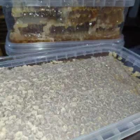 عسل|خوردنی و آشامیدنی|خلخال, |دیوار