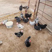 مرغ و خروس گلین