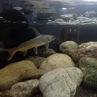 فروش یک عدد ماهی