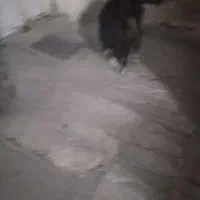 سگ پا کوتاه معاوضه با کبوتر|سگ|محمدیه-قزوین, |دیوار