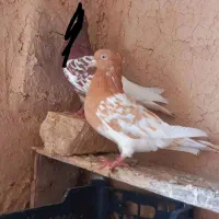 کله زرد سرخ|پرنده|آشخانه, |دیوار