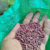 بذر شلغم، بذر چغندر بیجو ،بذر شوید ، بذر تره جعفری|گل و گیاه طبیعی|اصفهان, سلطان‌آباد|دیوار