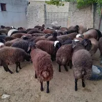 گوسفند زنده|حیوانات مزرعه|رشت, انصاری|دیوار