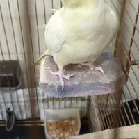 دو تا عروس هلندی