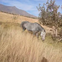 اسب یخته ۶ ساله|اسب و تجهیزات اسب‌سواری|سیلوانه, |دیوار