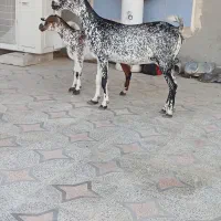 کهره نشی با بچه نر خوشرنگ تخمه جمولی