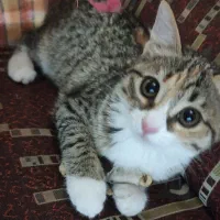 بچه گربه خونگی بامزه و مهربون|گربه|اردکان, |دیوار