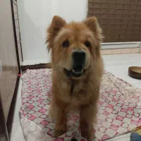 چاوچاو واگذاری|سگ|تهران, تهرانسر مرکزی|دیوار