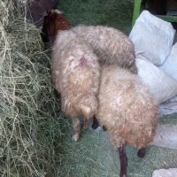 3تا بره مناسب برای نگهداری|حیوانات مزرعه|خوی, |دیوار