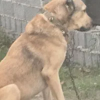 سگ نگهبان|سگ|رشت, حومه رشت|دیوار