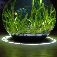 آکواریم پلنت گیاهی گندمی کپی کپی کوریدوراس کت فیش