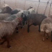 15 راس میش ترکی بره دار