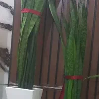 سانسوریا .پنداتوس