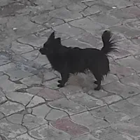 سگ پامر اشپیتز ماده