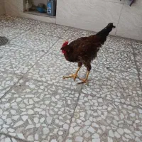 یک عدد خروس