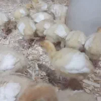 جوجه بوقلمون بیوتی۱۵و۵روزه و جوجه مرغ گلپایگان۱۳رو