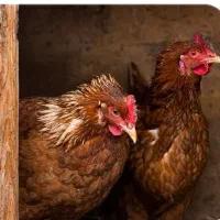 فروش تخم مرغ محلی و نطفه دار|حیوانات مزرعه|فردیس, فردیس|دیوار