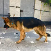 سگ ژرمن شولاین نر شناسنامه دار عالی