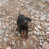 واگذاری توله دوبرمن