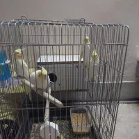 عروس هلندی|پرنده|حمیدیا, |دیوار