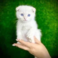 اسکاتیش سفید چشم آبی