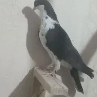کفتر .کرباتی.کرمونی|پرنده|تربت‌حیدریه, منظر|دیوار
