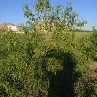 باغ جاده سنندج