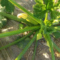 کدو کبابی بذر تلما