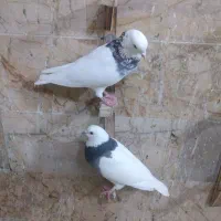 کفتر رنگه. طوقی هفترنگ جفتگاه دمسفید ساده افغانی|پرنده|مشهد, شهرک شهید باهنر|دیوار