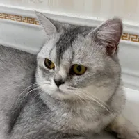 فروش گربه