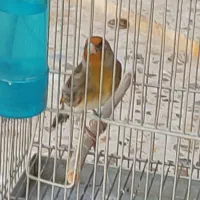 سهره قناری دهن زن
