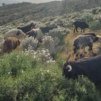 بز بز قندی