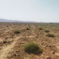 خار شتر درجه یک|عمدهفروشی|خوشاب, |دیوار