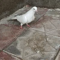 کفتر معاوضه|پرنده|نوشین شهر, |دیوار