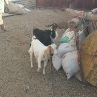 بزغاله گوسفند