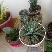 گل و گیاه|گل و گیاه طبیعی|اصفهان, شیخ طوسی|دیوار