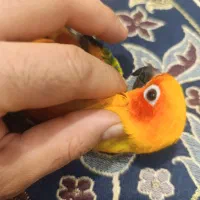 طوطی خورشیدی فول اهلی