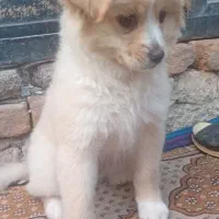 سگ پامر خیلی بازیگوش خوشگل