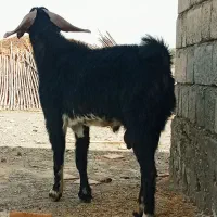نریگ قربانی