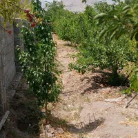 فروش باغ ثمری سیوند|فروش زمین و ملک کلنگی|مرودشت, مسجد رسول‎|دیوار