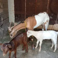 فروش کهره بادو بچه نر|حیوانات مزرعه|میناب, |دیوار