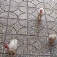 ۳ عدد جوجه سرحال