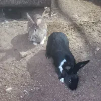 خرگوش|موش و خرگوش|اردکان, |دیوار