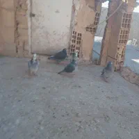 کبوتر مسافتی به تعداد ۶تایی