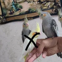 عروس سینامون ۳ماهه|پرنده|قم, زنبیل آباد|دیوار