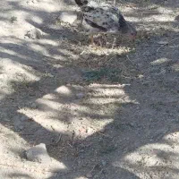 واروک|حیوانات مزرعه|دهگلان, |دیوار