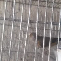 سهره قناری|پرنده|اردبیل, |دیوار