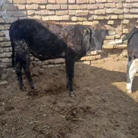 دوراس گوساله نر یکی اسراعیلی خالص یکیم  محلی|حیوانات مزرعه|زرقان, |دیوار