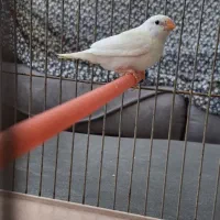 فنچ|پرنده|مرودشت, ثبت احوال|دیوار